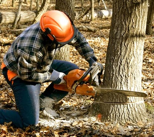 Tree Removal in Hamilton, IL